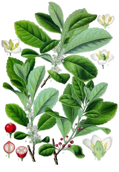 Ilex_paraguariensis_-_Köhler–s_Medizinal-Pflanzen-074